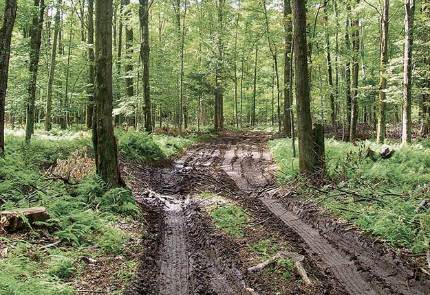 Comment estimer la valeur d’un bois ?