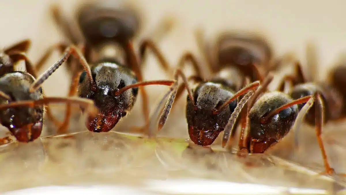 Débarrassez-vous d'une invasion de fourmis en faisant appel à un exterminateur