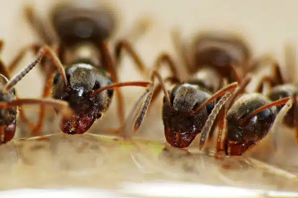 Débarrassez-vous d’une invasion de fourmis en faisant appel à un exterminateur
