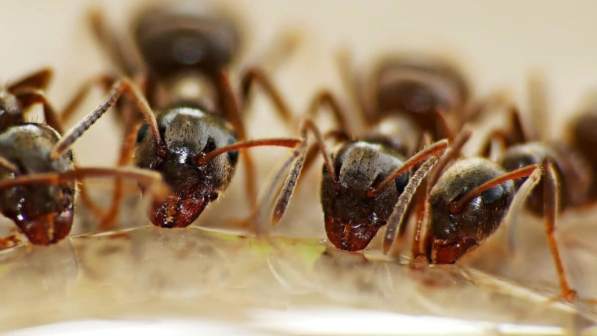 Débarrassez-vous d’une invasion de fourmis en faisant appel à un exterminateur