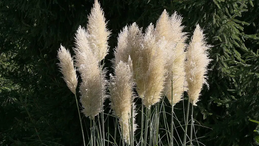 Sublimez votre décoration avec la pampa !