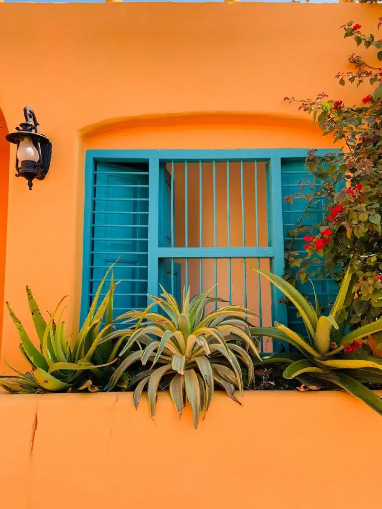 green plant beside white window